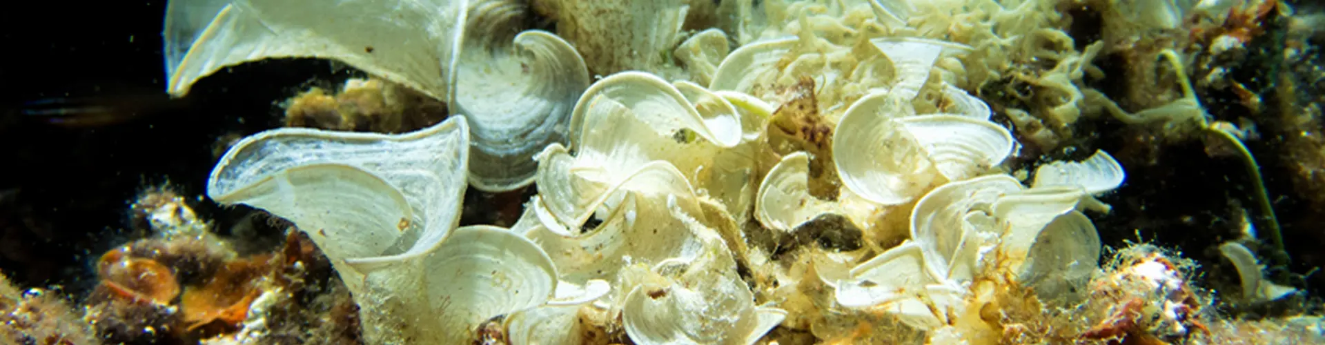 Algae