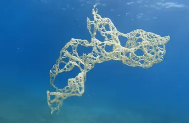 Algae
