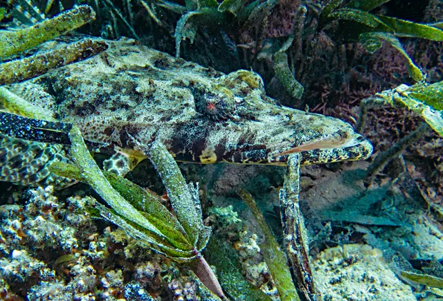 WARNING: Crocodile escaped